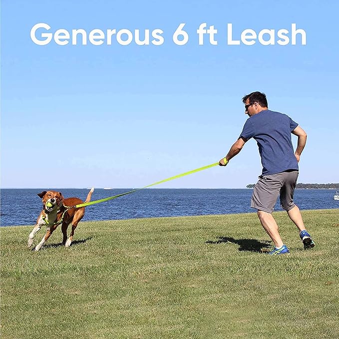 Pawtitas 6 FT Solid Color Leash for Puppy & Cat Training - Extra Small, 6 ft or 1.8 m, Blue