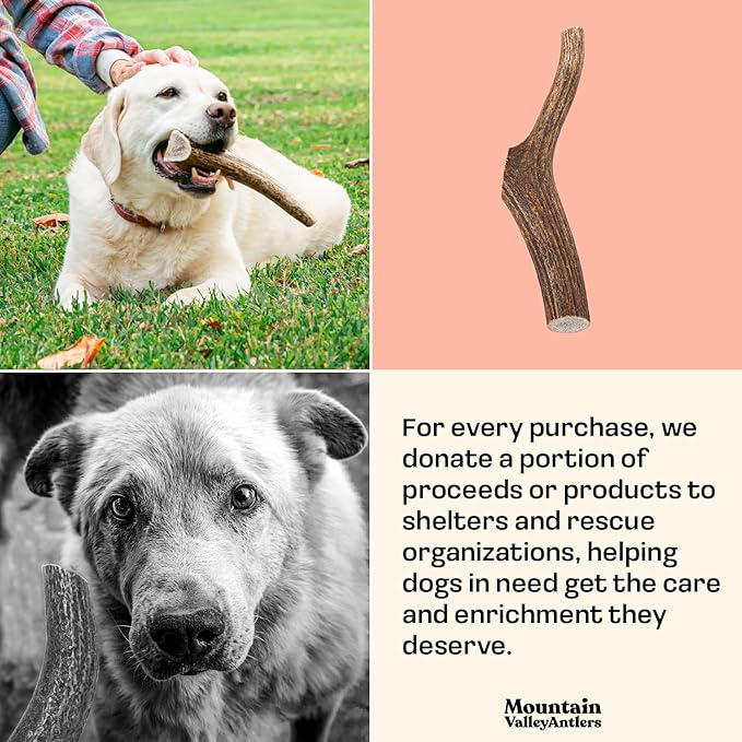 Mountain Valley Elk Antlers for Dogs - 100% Natural & Organic Chew for Aggressive Chewers, No Odor, No Mess, Long Lasting - Wild-Foraged Naturally Shed Antlers in USA - Grade A, Whole Large (1 Pack)