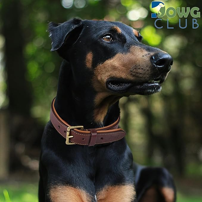Leather Dog Collar | Leather Collar for Extra Large Dogs, 1.5 Inch Wide Brown Dog Collar | Genuine, Full Grain, Heavy Duty, Comfortable, Padding | (X-Large (Fit Neck Size 22"-26"), Brown)