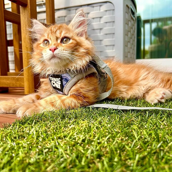 Travel Cat Harness and Leash Set - Adjustable Fit Mesh Cat Harness and Reflective Strap - Comfort Walking Vest for Kitten for Outdoor Walking, Hiking (Large, Cashcat)