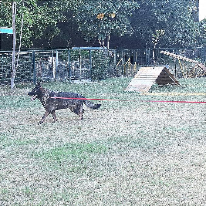 Dog/Puppy Obedience Recall Training Agility Lead - 30ft Long Training Leash，3/4in Wide - Great for Play, Camping, or Backyard（Purple 30 Feet
