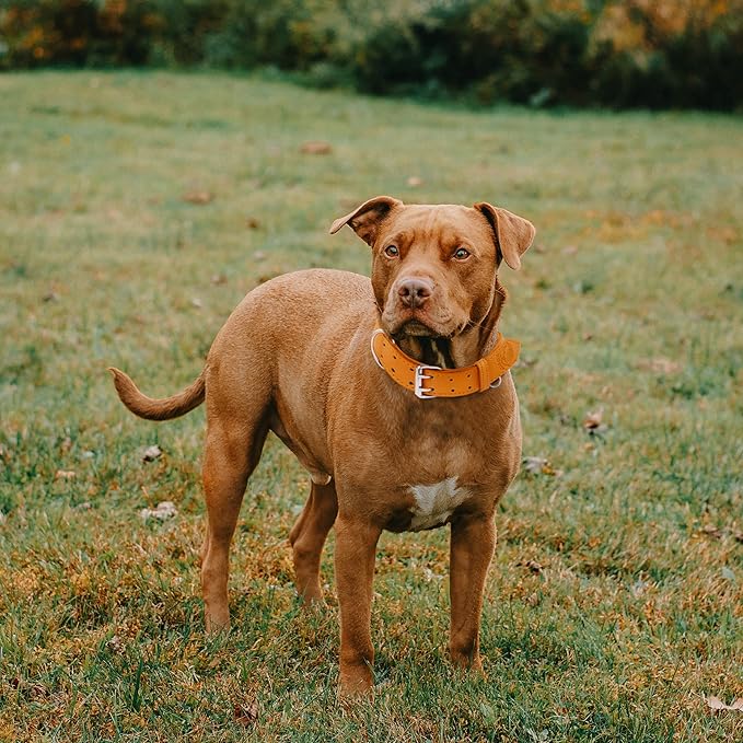 Riparo Dog Collar - Genuine Leather Dog Collars - Heavy Duty Dog Collars for Medium Large and Extra Large Dog Breeds (XL: 1.5” Wide for 22” - 26” Neck, Orange)