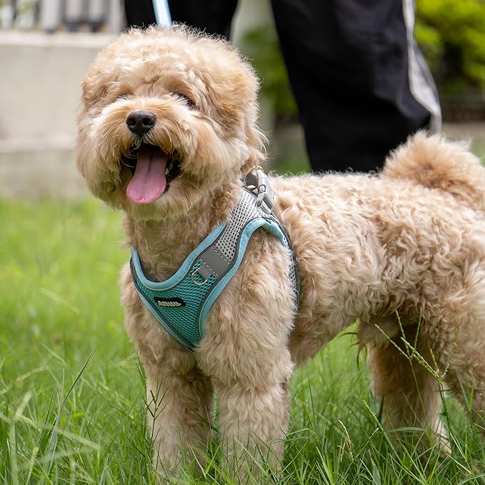 AIITLE Small Dog Harness with Leash, Breathable Mesh Vest, Reflective No-Pull Pet Harness for Outdoor Walking, Camping for Small Dogs, Cats, Blue XXS